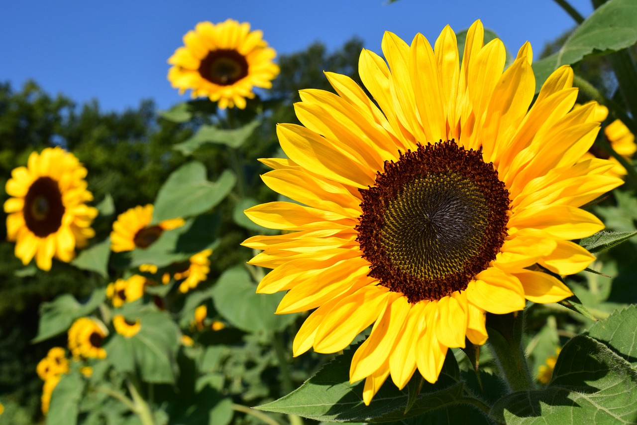 Zu sehen sind Sonnenblumen.