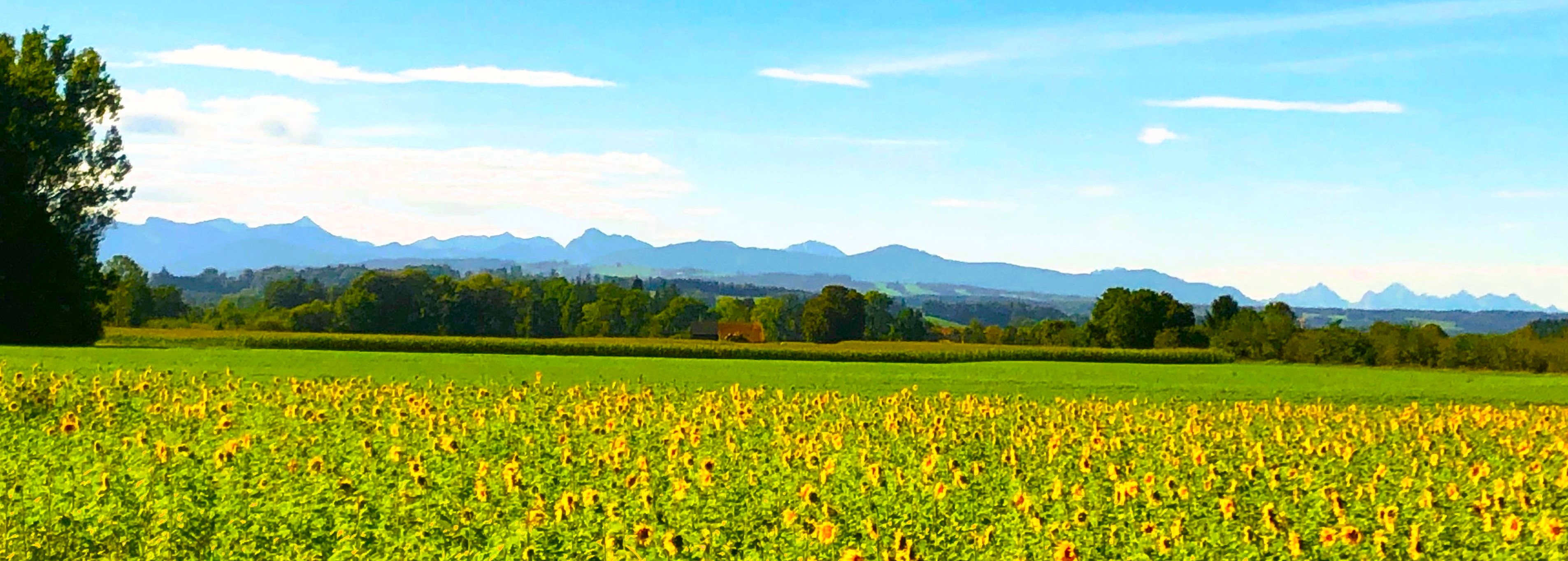 Schneebedeckte Felder vor einer Bergkulisse mit blauem Himmel.
