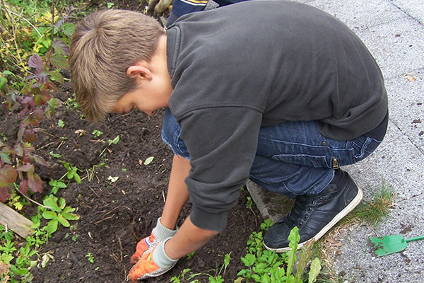 Ein Schüler setzt Setzlinge im Schulgarten ein.